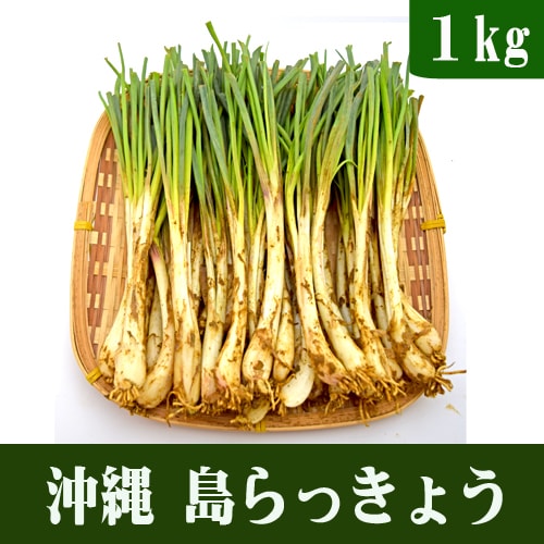 【予約受付】3/25~順次出荷【1kg】沖縄産 島らっきょう