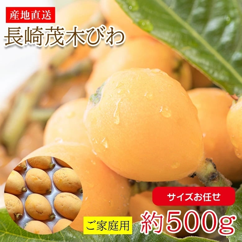 【予約受付】4/15~順次出荷【約500g(サイズお任せ)】長崎茂木びわ ご家庭用