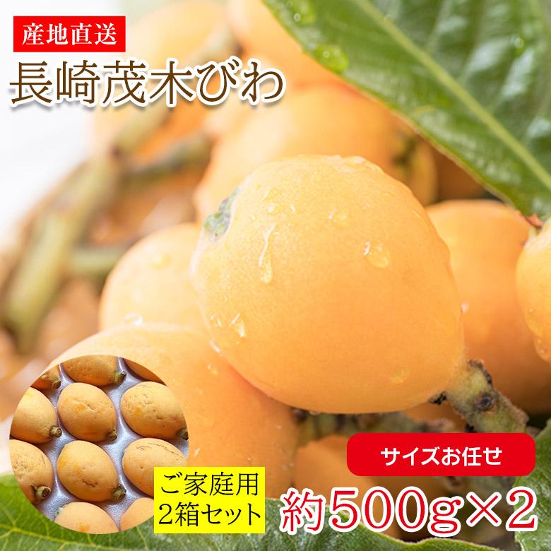【予約受付】4/15~順次出荷【約1kg(サイズお任せ)/約500g×2箱】長崎茂木びわ ご家庭用