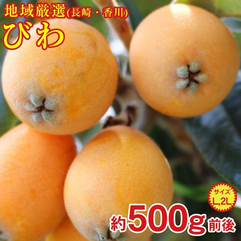 【予約受付】4/20~順次出荷【500g(L~2Lサイズ)】長崎・香川 厳選びわ(化粧箱入り)