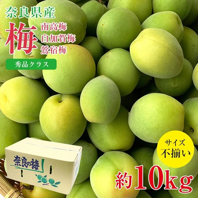 【予約受付】5/25~順次出荷【約10kg】青梅 白加賀梅 秀品