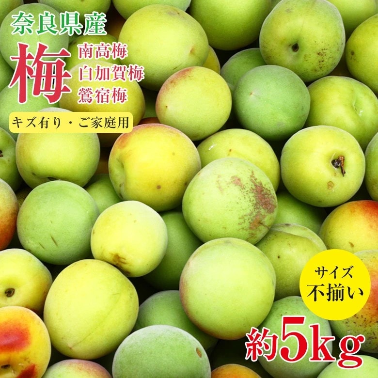 【予約受付】5/25~順次出荷【約5kg】青梅 白加賀梅 ご家庭用