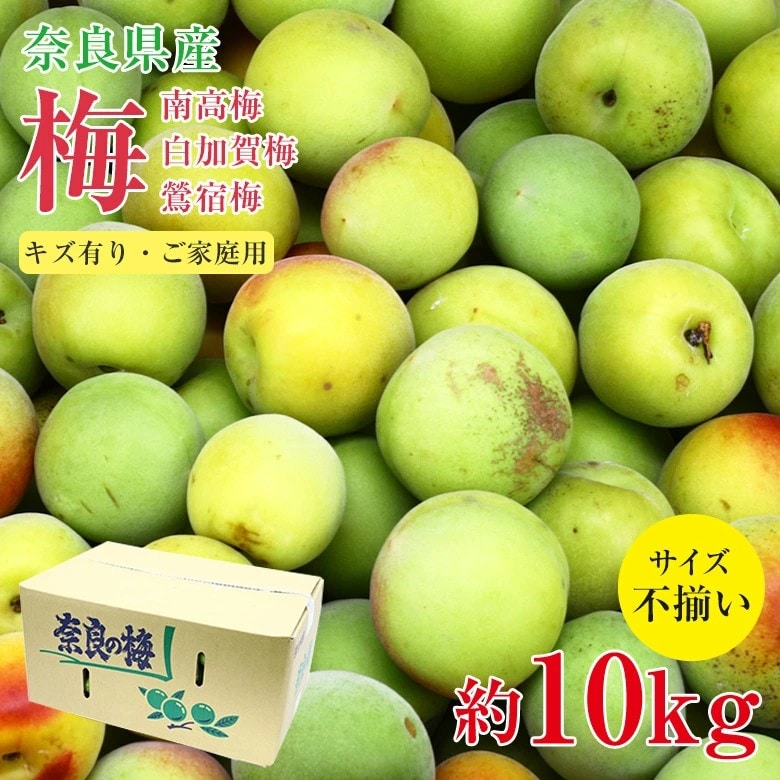 【予約受付】5/25~順次出荷【約10kg】青梅 白加賀梅 ご家庭用