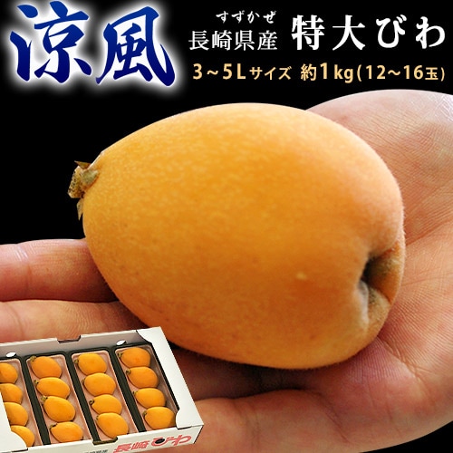 【予約受付】5/11~順次出荷【約250g×4P(12~16玉)/3~5L】長崎県産大粒びわ 涼風