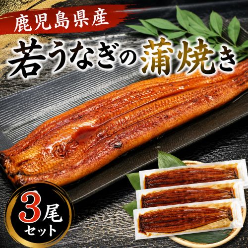 【予約受付】6/4~順次出荷【約120g×3パック】若うなぎの蒲焼 鹿児島県産 築地魚力