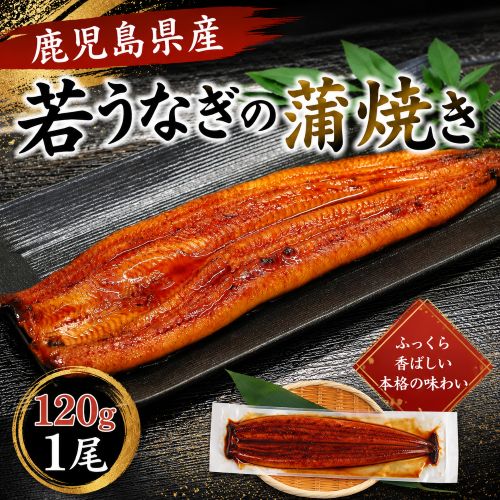【予約受付】6/4~順次出荷【約120g×1パック】若うなぎの蒲焼 鹿児島県産 築地魚力