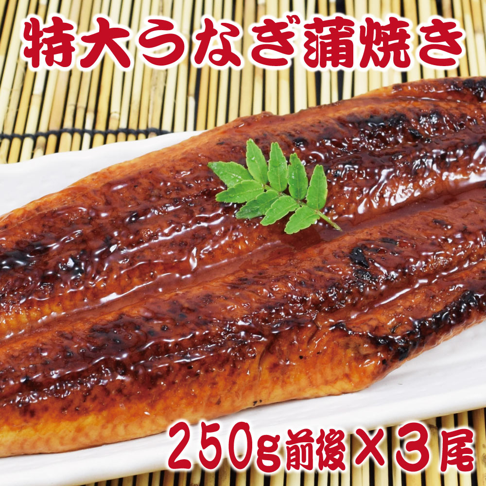 【3尾(約250g×3尾)】＜特大＞うなぎ蒲焼 タレ、山椒付き　計約750gの大容量