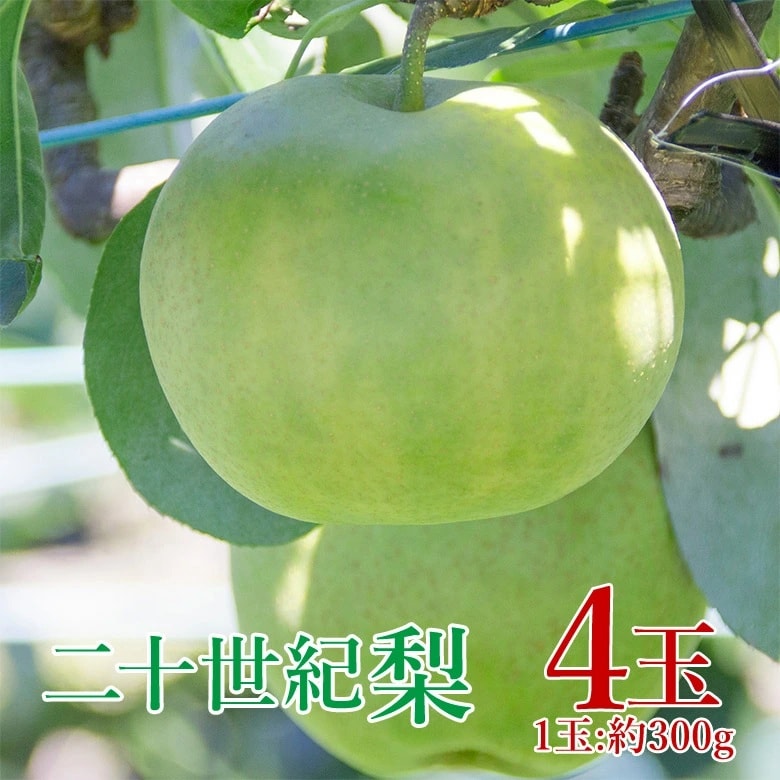 【予約受付】9/1~順次出荷【4玉/(1玉約300g)】二十世紀梨