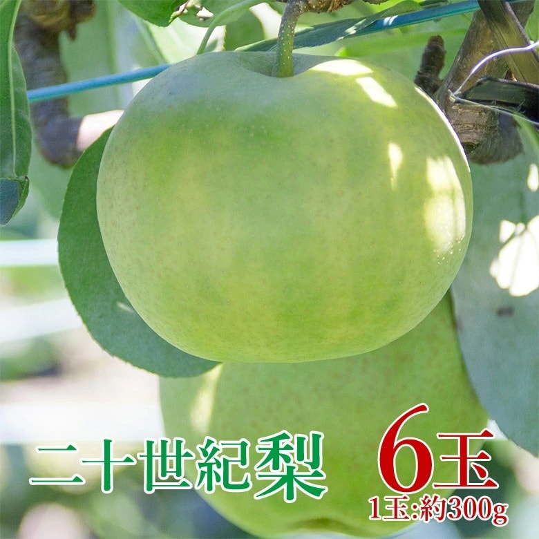 【予約受付】9/1~順次出荷【6玉/(1玉約300g)】二十世紀梨