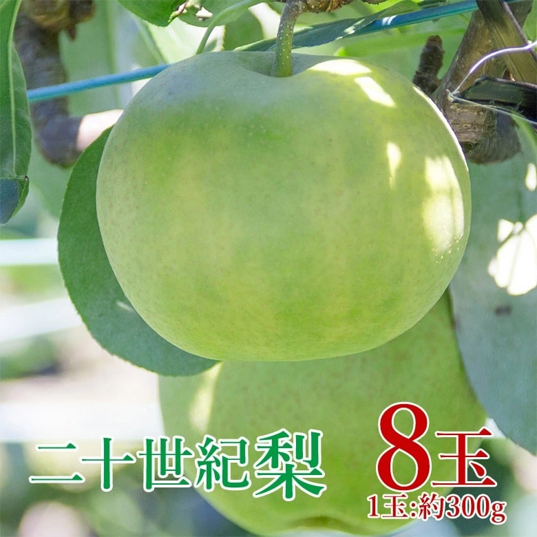 【予約受付】9/1~順次出荷【8玉/(1玉約300g)】二十世紀梨