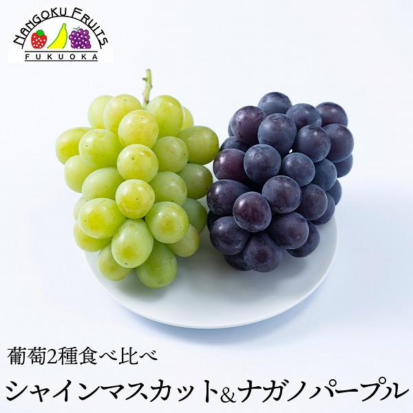 【予約受付】8月下旬~順次出荷 葡萄2種食べ比べ（シャインマスカット&ナカノパープル )