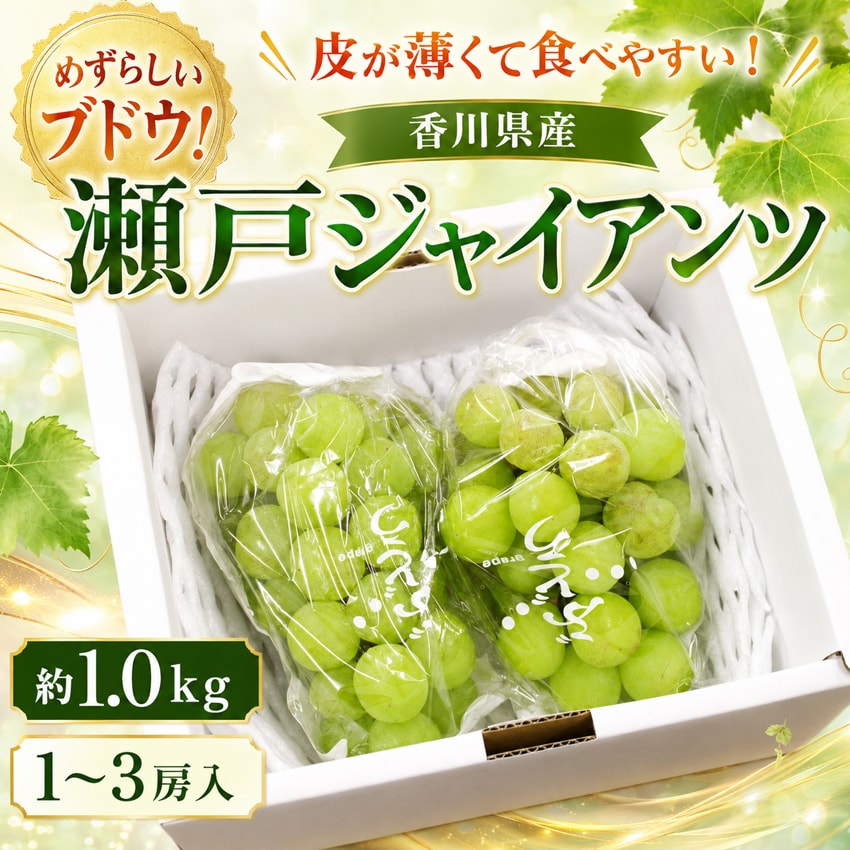 【予約受付】9/14~順次出荷【約1kg(1-3房)】香川県産  瀬戸ジャイアンツ