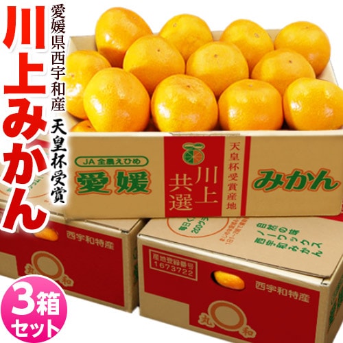 【予約受付】11/15~順次出荷【計9kg(約3kg×3箱/2Lサイズ)】愛媛県産 川上みかん