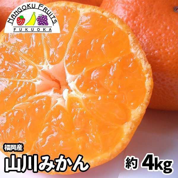 【予約受付】11月上旬~順次出荷【福岡】約4kg　山川みかん