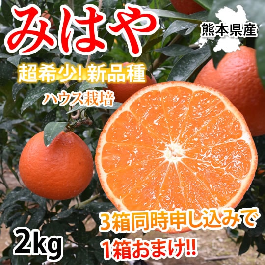 【予約受付】12/3~順次出荷【2kg】みはや 秀品 熊本県産