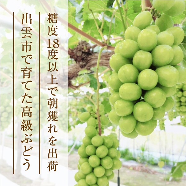 秀品 約1.2kg(2房)】島根県出雲市産 シャインマスカットを税込・送料込 